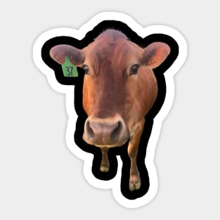 Jersey Cow Sticker
